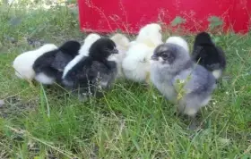 Nv brojlerů musculatus