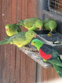 Prodám papoušky červenokřídlé