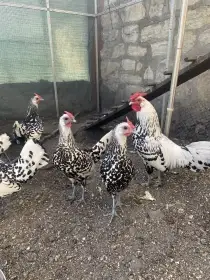 Hamburčanka zdrobnělá