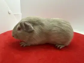 Morče hladké sameček fox lila s PP