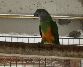 Papušek senegalský 0,2