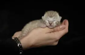 Bengálská koťátka s PP