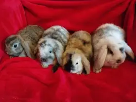 Nabízím zakrslé králíčky- beránky s rex genem