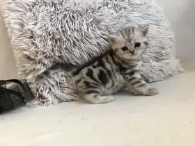 Britská koťátka s PP