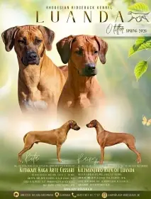 Rhodeský ridgeback s PP FCI Chovatelská stanice luanda