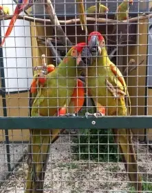 Ara červenouchý (Ara rubrogenys)