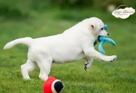 Labrador retriever – sněhově bílá holčička právě k odběru