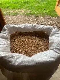 Pšenice
