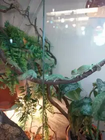 Chameleon Jemenský