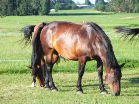 Potřebujete poradit stran vašeho koně, nebo porovnat sed ?