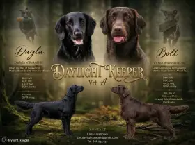 Flat coated retriever - štěňátka s PP