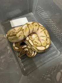 Prodám 2,1 Python regius
