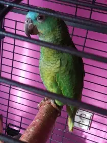 Amazonan modrocely