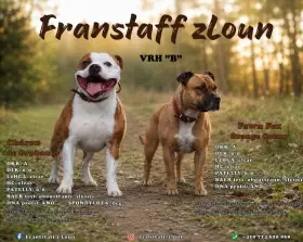 Fenky stafordšírského bulteriér