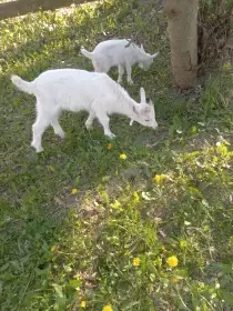 Kozlici