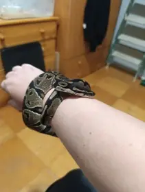 Krajta královská