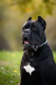 Cane Corso – pes na prodej