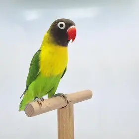 Agapornis personatus