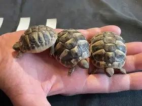 Želva Zelenavá (Testudo hermanni)