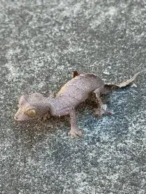 5.5 Uroplatus Ebenaui