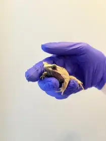 Prodám Megophrys Montana