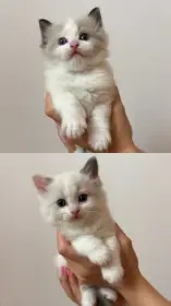 Ragdoll kocourci s PP