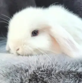 Zakrslý  beránek králík