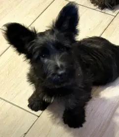 Štěňátka Skye Terrier s PP