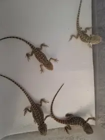Agama vousatá