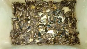 Švábi Blaptica dubia mix velcí a mladí dospělci 3-4cm, 1ks/2,40kč