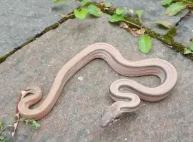 Boa imperator - Sterling 66% het Sharp Albino