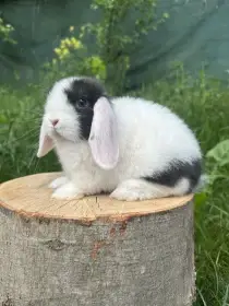 Minilop zakrslý beránek