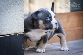 American bully pocket s PP