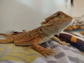 Agama vousatá
