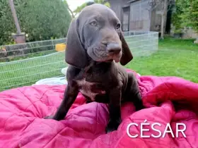 Německý krátkosrstý ohař - štěňátka vrhu ''C''
