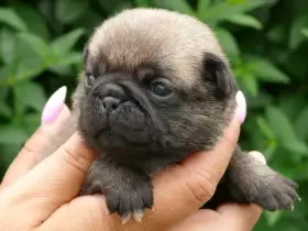 Mops - Štěňátka