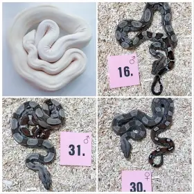 Hroznýš královský rlt, Albino, dh Snow