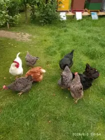 Prodám 9 slepiček plus kohoutka
