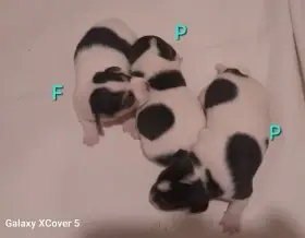 Štěňata Jack Russell Teriér