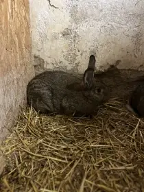 Vídeňský šedý x Moravský modrý