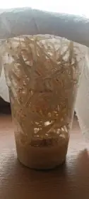 Octomilky nelétavé