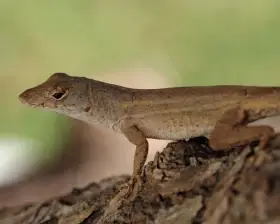 Anolis sabanus, samice