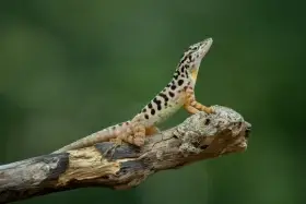 Anolis sabanus, samec
