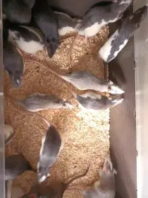 Potkani k odběru - různé velikosti