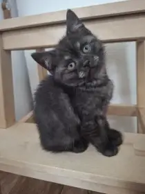 Britská kočka - Black smoke british shorthair