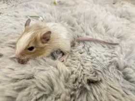Wanda
