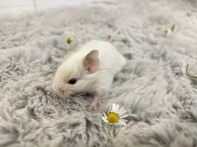 Windy