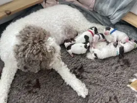 Štěňátka Lagotto Romagnolo (Italský vodní pes) s Po