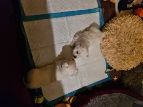 Whwt