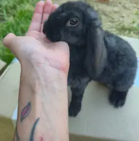 Zakrslý králík beránek